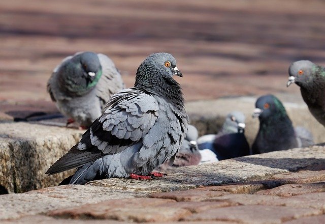 Comment se débarrasser des pigeons/oiseaux : les solutions naturelles peuvent-elles fonctionner ?