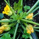 La Fleur de Courgette