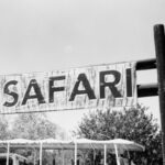 Safari