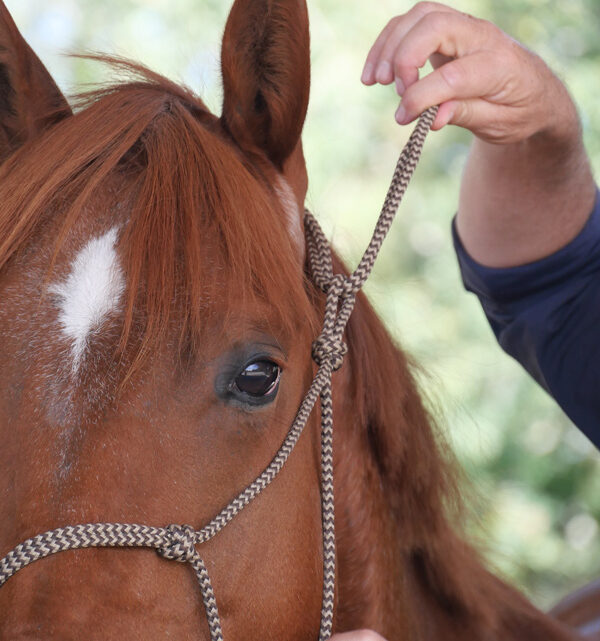 Pourquoi monter son cheval en Side pull ?