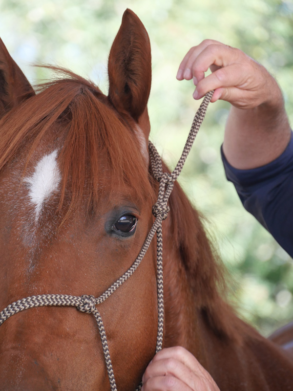 Pourquoi monter son cheval en Side pull ?