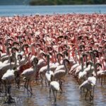 Lac Bogoria