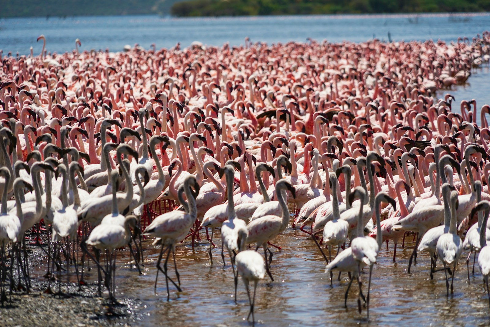 Les lacs du Kenya