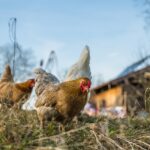 soins naturels pour vos poules