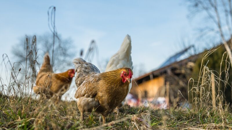 Pourquoi opter pour des soins naturels pour vos poules ?