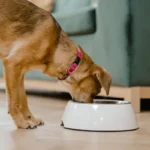 L'alimentation canine