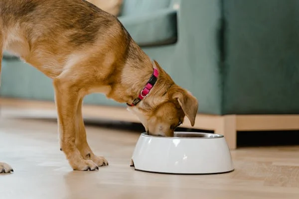 L’alimentation canine : croquettes, ration ménagère ou BARF, que choisir ?