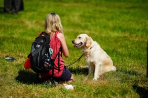 éducation pour chiens