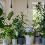 meilleures plantes