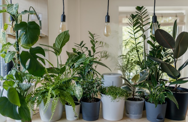 Les meilleures plantes pour sublimer un intérieur moderne