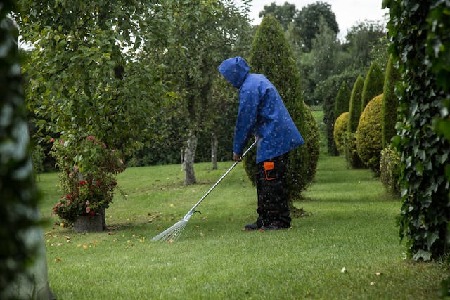 Focus sur les 6 étapes d’entretien des cèdres au printemps