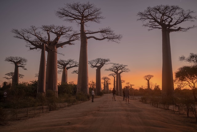 Découvrez le baobab, votre partenaire bien-être 100 % naturel à adopter sans attendre !