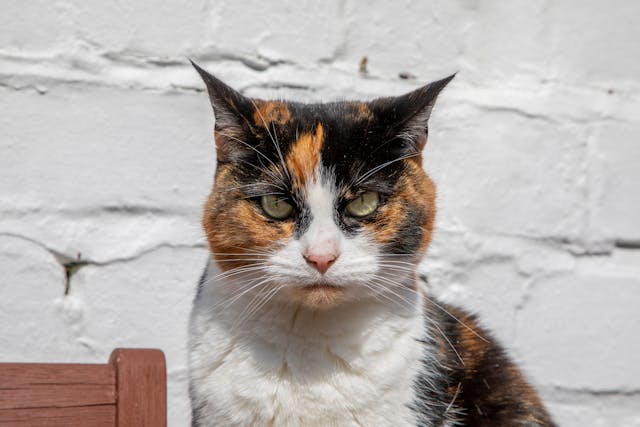 Ferme et bien-être animal : les secrets pour assurer la santé de vos bêtes